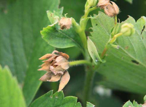  Buds of Vim's strawberries damaged by raspberry-strawberry weevil