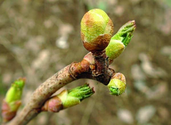  Currant buds damaged by tick mites