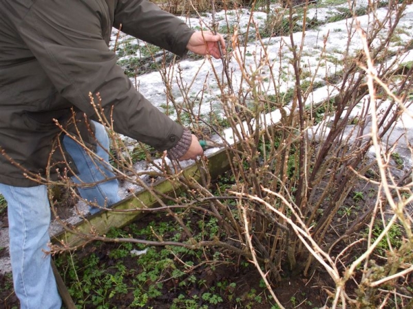  Proper care of black currants ensures high yields for seven years