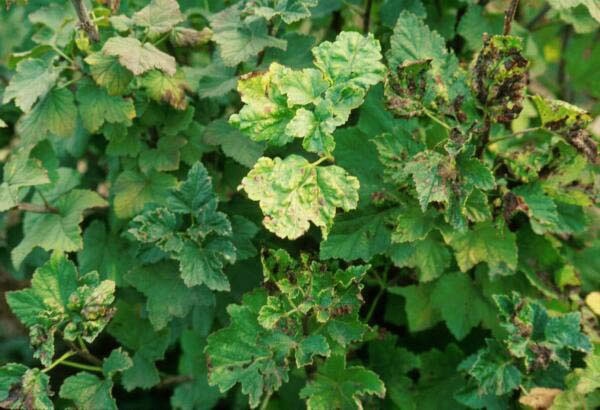  Aphids on currant leaves