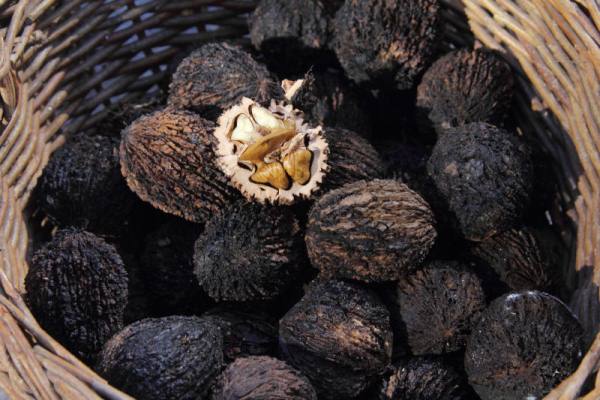  Black walnut
