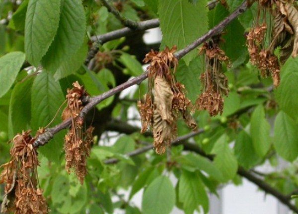  Monacul Cherry Maak
