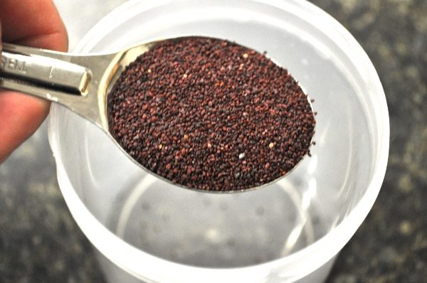  Blueberry Seeds
