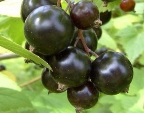  Early grade of blackcurrant Exotic