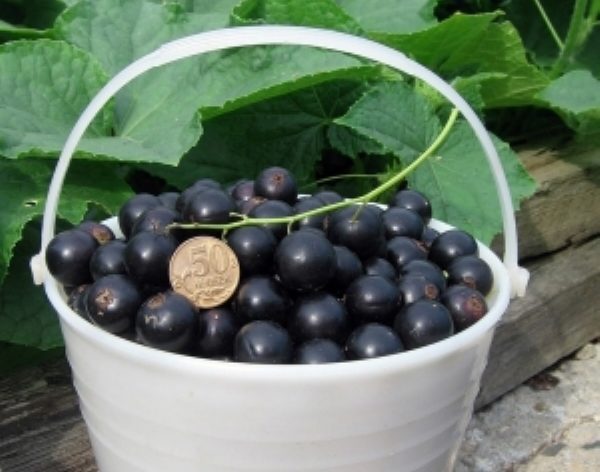  Blackcurrant Lazy