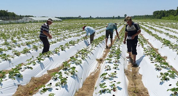  Planted Kimberly strawberries under polyethylene