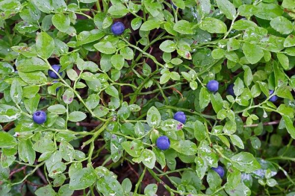  Blueberries on a bush ready to harvest