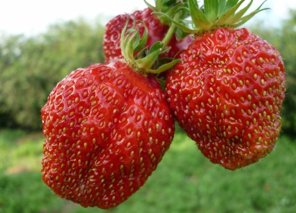  Strawberry Gigantella loves sunny places, requires the removal of all mustache, frost-resistant