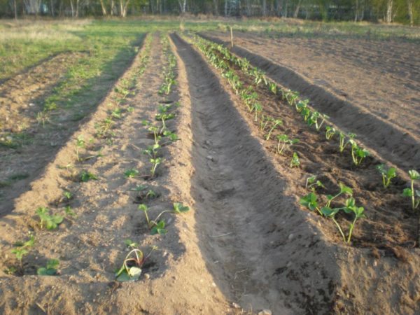  Freshly planted Kimberley strawberries