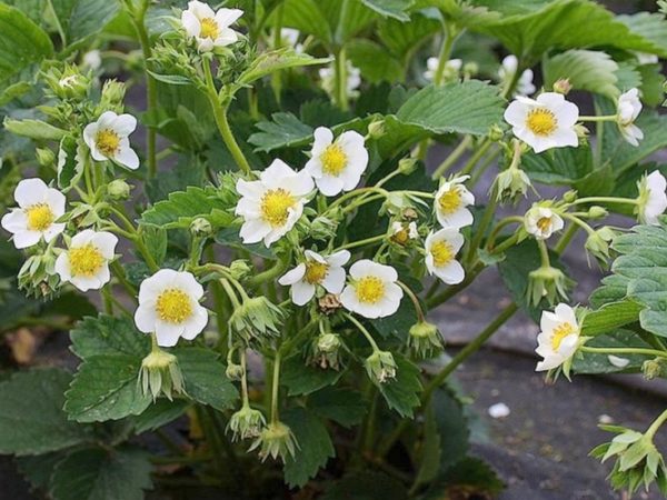  Bush strawberry Zenga Zengana in bloom