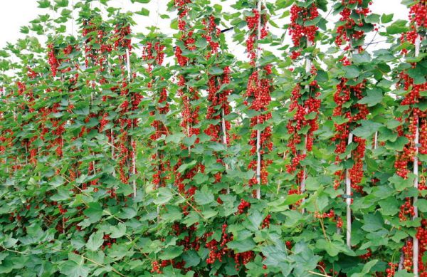  Red currant on a shtambe