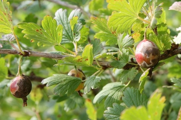  The main diseases and pests of gooseberry and their control, prevention measures, useful tips