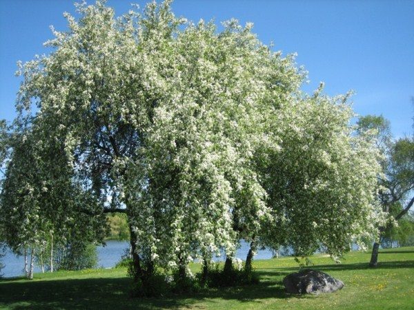  Bird cireș în floare