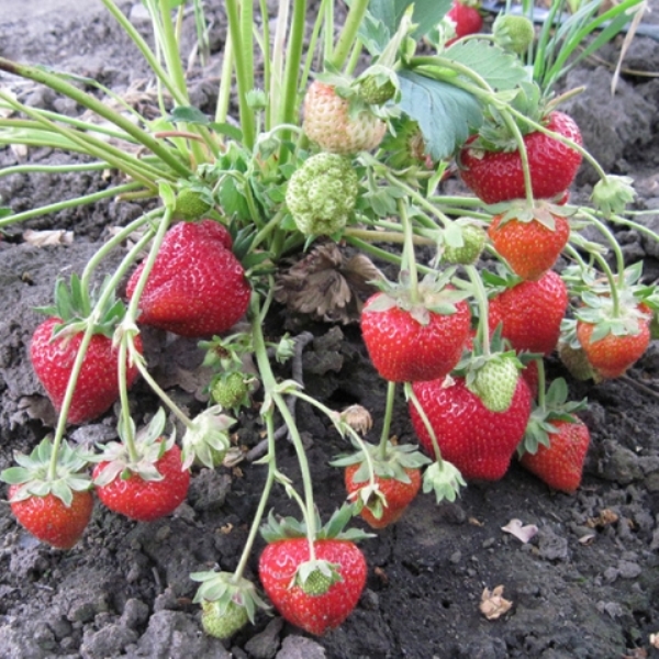  Garden strawberries Wima Xima