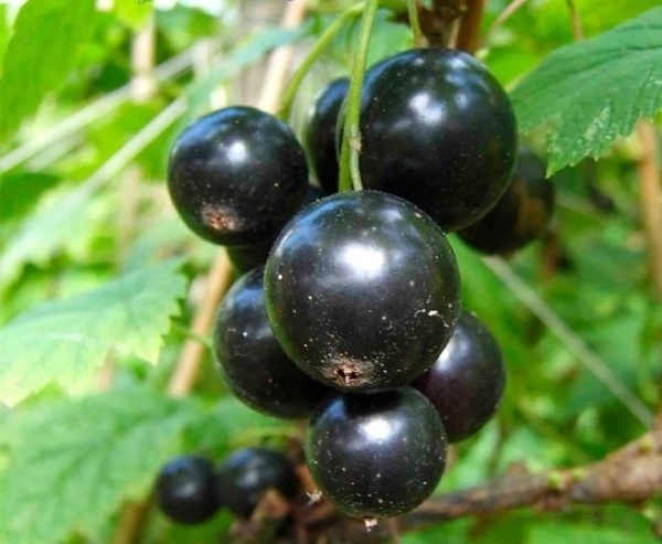  Early grade of blackcurrant of Nick