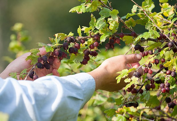  Caring for the gooseberry in the fall