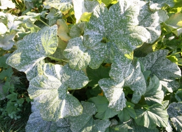  De oídio que você precisa para pulverizar groselha com Fitosporin ou uma solução de iodo de farmácia, aplique 1% vitriol azul