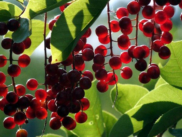  Gli antociani contenuti nella ciliegia rossa degli uccelli rafforzano la visione
