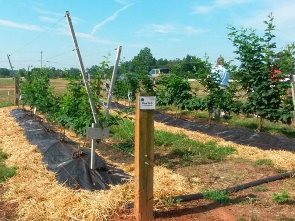  V-shaped trellis design