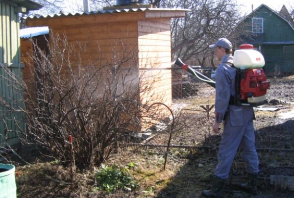  Sulfuric chemicals are used to fight kidney mites.