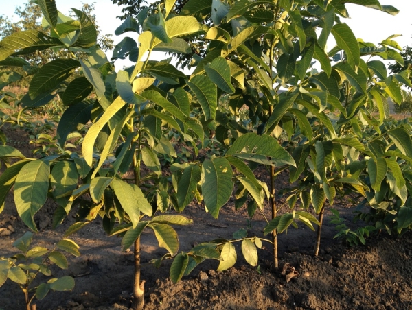 La noce preferisce il terreno sabbioso-sassoso, non dovrebbe essere troppo fertile
