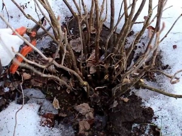  Pruning gooseberry late autumn