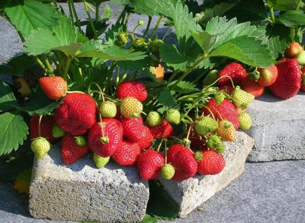  Strawberry Elizabeth 2