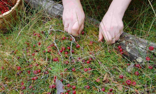  Cranberry harvest in autumn