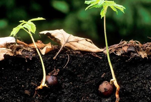  Chestnut seedling walnut