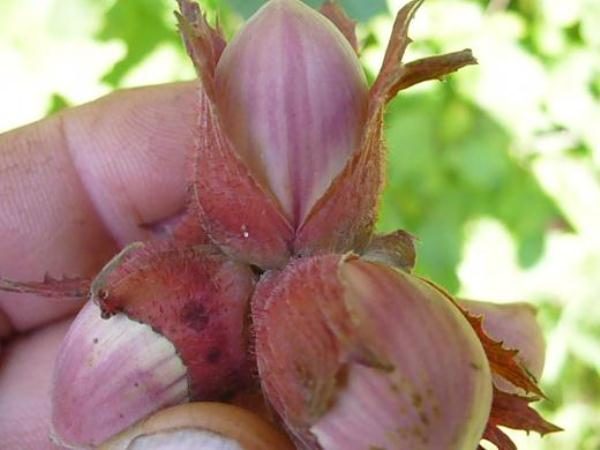  Red Hazel Nuts