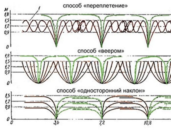  Blackberry planting scheme depends on the method of bush formation