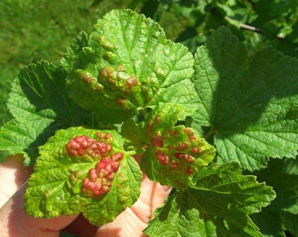  Red-brown spots on currant leaves - a sign of anthracnose