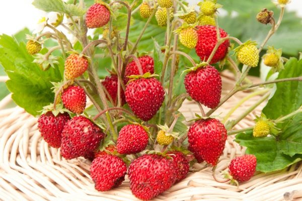  Rebuilding strawberries begin to bear fruit from early summer to late autumn.
