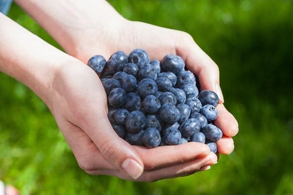  Blueberries protect against all kinds of viral diseases that are completely undesirable during pregnancy.
