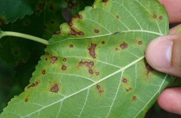  Cherry prune Kuban cometa lovită de un spot brun