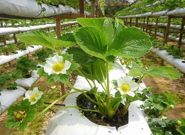  Flowering bush with strawberry Kimberley