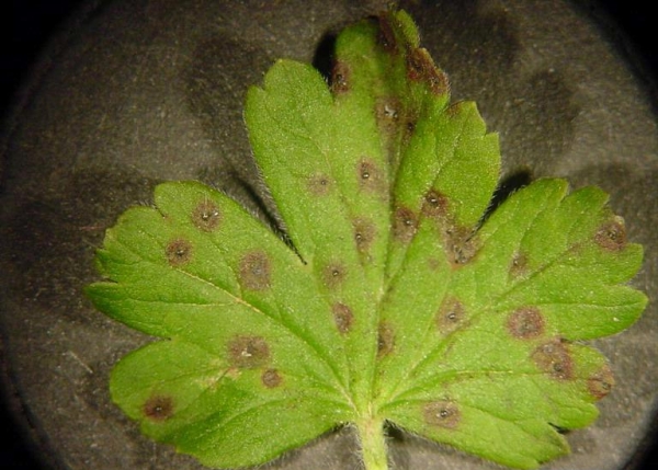  For the treatment of anthracnose gooseberry leaves need to burn, spray with copper sulphate and Bordeaux mixture