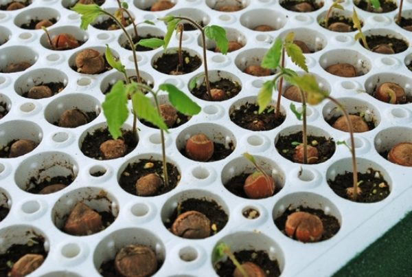  Redwood hazelnut breeding nuts