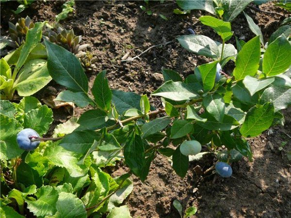  Blueberry seedlings can also be obtained by layering, but this is a long and unproductive process.