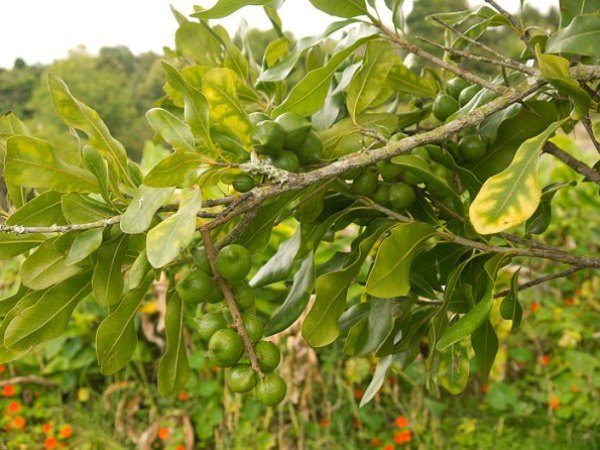  Macadamia Australiana
