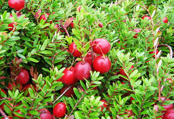  Cranberry