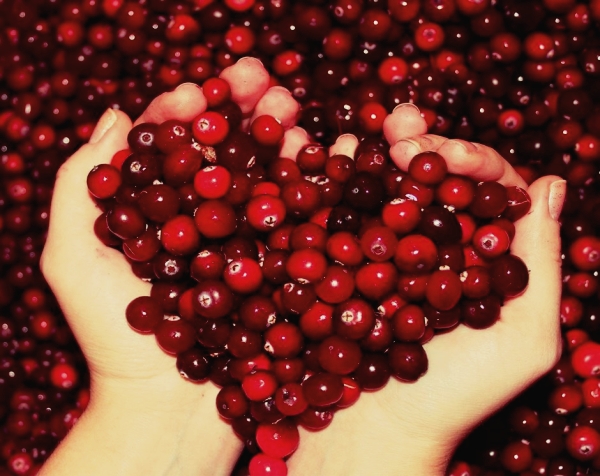  Cranberries are useful for pregnant women, but not in the last stages of pregnancy or when breastfeeding.
