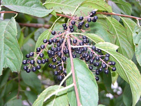  Mure de fructe măcinate