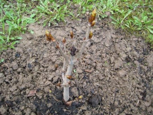 Young chestnut trees need regular watering.
