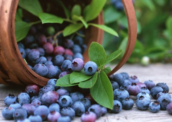  Blueberry berries can cause weakness, headache, nausea and vomiting.