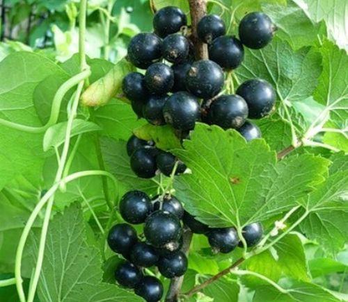  Black Currant Oryol Serenade