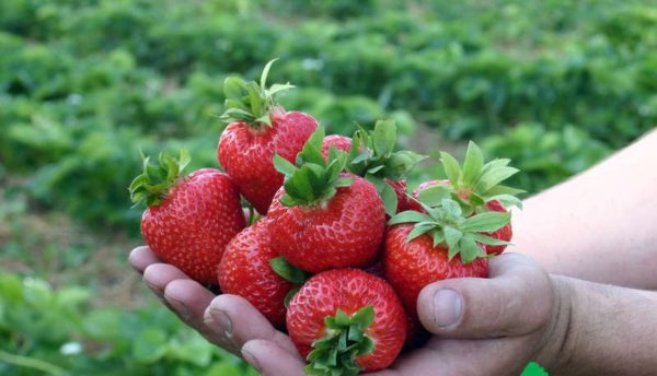 Crop of ripe strawberries
