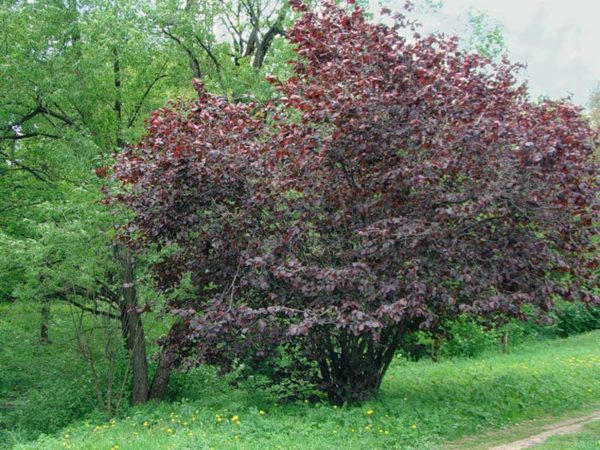  Alunele pot ajunge la înălțime de 5 m