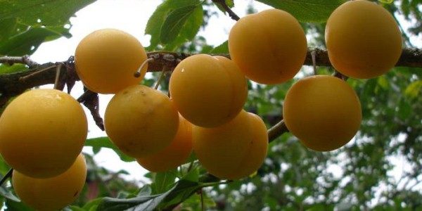  Ciruela o ciruela rusa