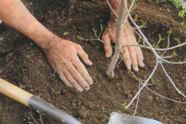  Bird cherry Maak tolerează bine transplantul și repede devine rădăcină într-un loc nou.